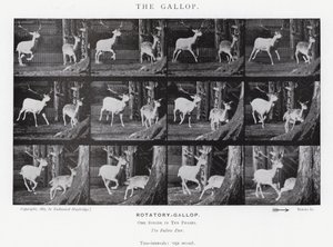 Eadweard Muybridge: O Galope (foto a p/b) de Eadweard Muybridge