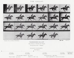 Eadweard Muybridge: O Galope (foto a p/b) de Eadweard Muybridge