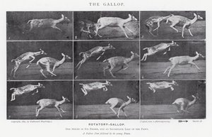Eadweard Muybridge: O Galope (foto a p/b) de Eadweard Muybridge