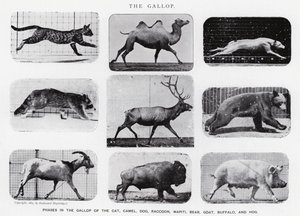 Eadweard Muybridge: O Galope (foto a p/b) de Eadweard Muybridge