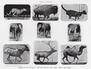 Eadweard Muybridge: O Galope (foto a p/b) de Eadweard Muybridge