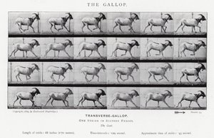 Eadweard Muybridge: O Galope (foto a p/b) de Eadweard Muybridge