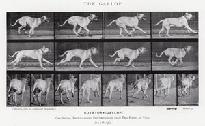 Eadweard Muybridge: O Galope (foto a p/b) de Eadweard Muybridge