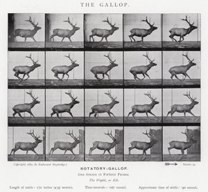 Eadweard Muybridge: O Galope (foto a p/b) de Eadweard Muybridge