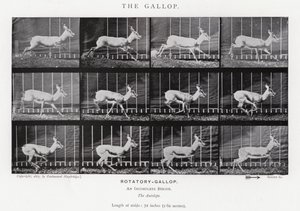 Eadweard Muybridge: O Galope (foto a p/b) de Eadweard Muybridge
