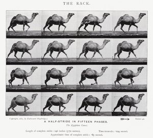 Eadweard Muybridge: O Rack (foto a p/b) de Eadweard Muybridge