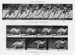 Eadweard Muybridge: O Ricochet (foto a p/b) de Eadweard Muybridge