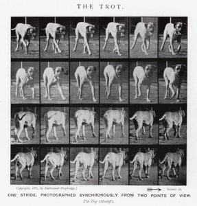 Eadweard Muybridge: O Trote (foto a p/b) de Eadweard Muybridge