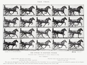 Eadweard Muybridge: O Trote (foto a p/b) de Eadweard Muybridge