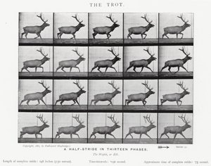 Eadweard Muybridge: O Trote (foto a p/b) de Eadweard Muybridge