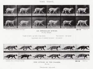 Eadweard Muybridge: O Trote (foto a p/b) de Eadweard Muybridge
