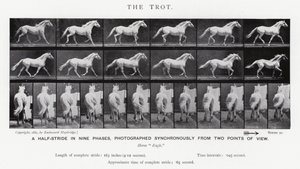 Eadweard Muybridge: O Trote (foto a p/b) de Eadweard Muybridge