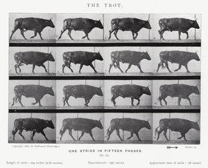 Eadweard Muybridge: O Trote (foto a p/b) de Eadweard Muybridge