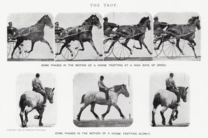 Eadweard Muybridge: O Trote (foto a p/b) de Eadweard Muybridge