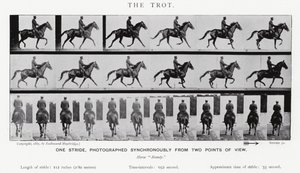 Eadweard Muybridge: O Trote (foto a p/b) de Eadweard Muybridge