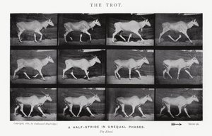 Eadweard Muybridge: O Trote (foto a p/b) de Eadweard Muybridge