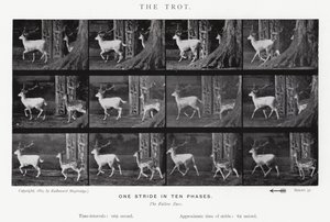 Eadweard Muybridge: O Trote (foto a p/b) de Eadweard Muybridge