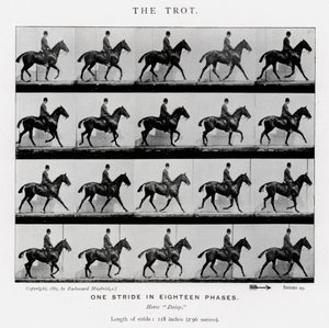 Eadweard Muybridge: o trote de Eadweard Muybridge