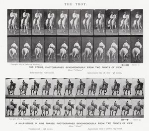 Eadweard Muybridge: o trote de Eadweard Muybridge