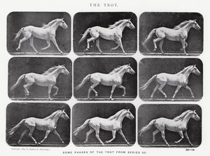 Eadweard Muybridge: o trote de Eadweard Muybridge