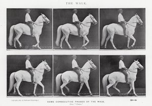Eadweard Muybridge: A Caminhada (foto a p/b) de Eadweard Muybridge