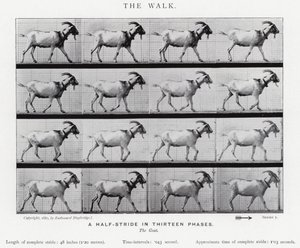 Eadweard Muybridge: A Caminhada (foto a p/b) de Eadweard Muybridge