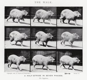 Eadweard Muybridge: A Caminhada (foto a p/b) de Eadweard Muybridge