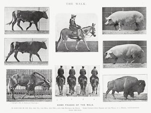 Eadweard Muybridge: A Caminhada (foto a p/b) de Eadweard Muybridge