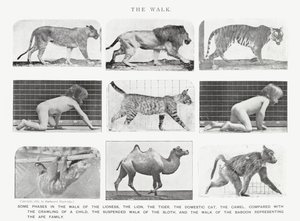 Eadweard Muybridge: A Caminhada (foto a p/b) de Eadweard Muybridge