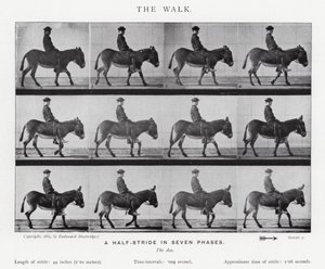Eadweard Muybridge: A Caminhada (foto a p/b) de Eadweard Muybridge