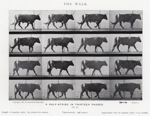 Eadweard Muybridge: A Caminhada (foto a p/b) de Eadweard Muybridge