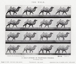 Eadweard Muybridge: A Caminhada (foto a p/b) de Eadweard Muybridge