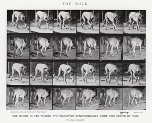 Eadweard Muybridge: A Caminhada (foto a p/b) de Eadweard Muybridge