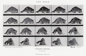 Eadweard Muybridge: A Caminhada (foto a p/b) de Eadweard Muybridge