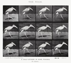 Eadweard Muybridge: A Caminhada (foto a p/b) de Eadweard Muybridge