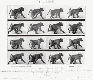Eadweard Muybridge: A Caminhada (foto a p/b) de Eadweard Muybridge