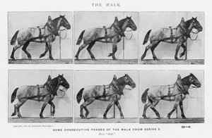 Eadweard Muybridge: A Caminhada (foto a p/b) de Eadweard Muybridge