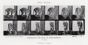 Eadweard Muybridge: A Caminhada (foto a p/b) de Eadweard Muybridge