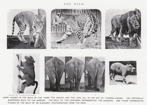 Eadweard Muybridge: A Caminhada (foto a p/b) de Eadweard Muybridge