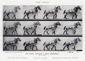 Eadweard Muybridge: The Walk de Eadweard Muybridge