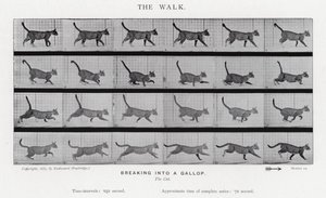 Eadweard Muybridge: The Walk de Eadweard Muybridge