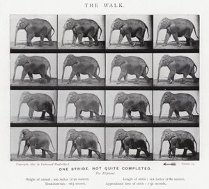 Eadweard Muybridge: The Walk de Eadweard Muybridge