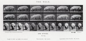 Eadweard Muybridge: The Walk de Eadweard Muybridge