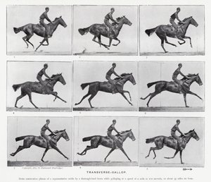 Eadweard Muybridge: Transverse-Gallop (foto a p/b) de Eadweard Muybridge