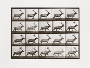 Elk, placa 692 da locomoção animal, 1887 de Eadweard Muybridge