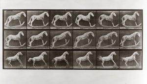 Cavalo, ligado, roqueiros, e, cavalo, rolando um barril, prato, 649, de, animal, locomotion, 1887 de Eadweard Muybridge