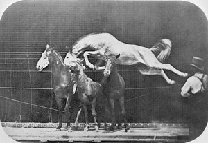 Saltando em cima de três cavalos ... Hornet de cavalo castanho, de &39;Animal Locomotion, uma investigação Electro-fotográfica de fases consecutivas de movimento animal&39;, c.1872-85 de Eadweard Muybridge