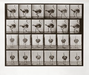 Corrida de Avestruz, Placa 772 de Locomoção de Animais, 1887 de Eadweard Muybridge