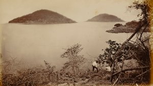 Perico e Flamenco - da Ilha de Naos, Panamá de Eadweard Muybridge