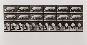 Porco andando, placa 673 de animal locomoção, 1887 de Eadweard Muybridge